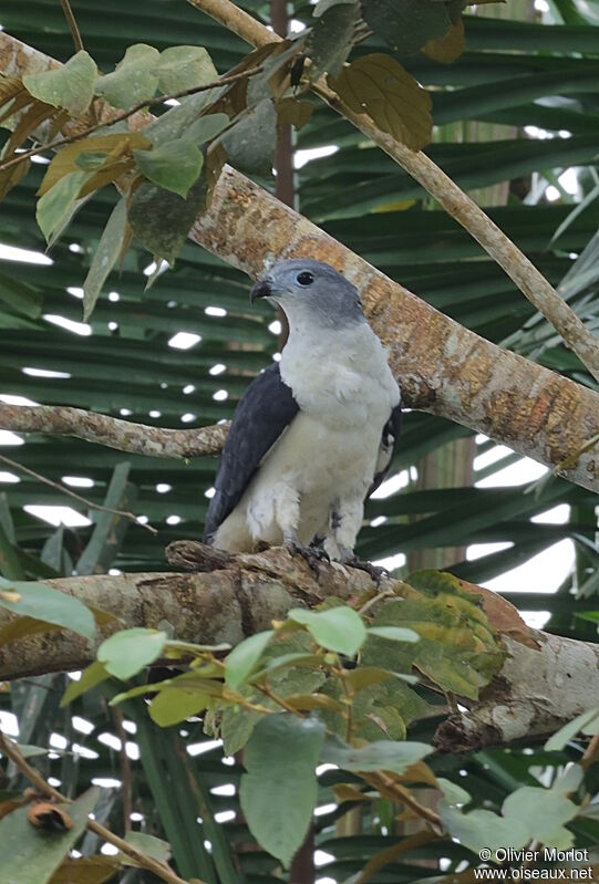 Grey-headed Kite