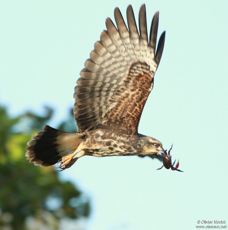 Snail Kite