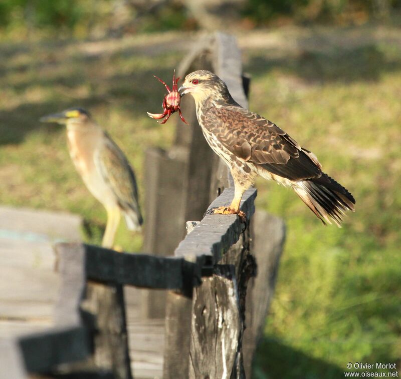 Snail Kite