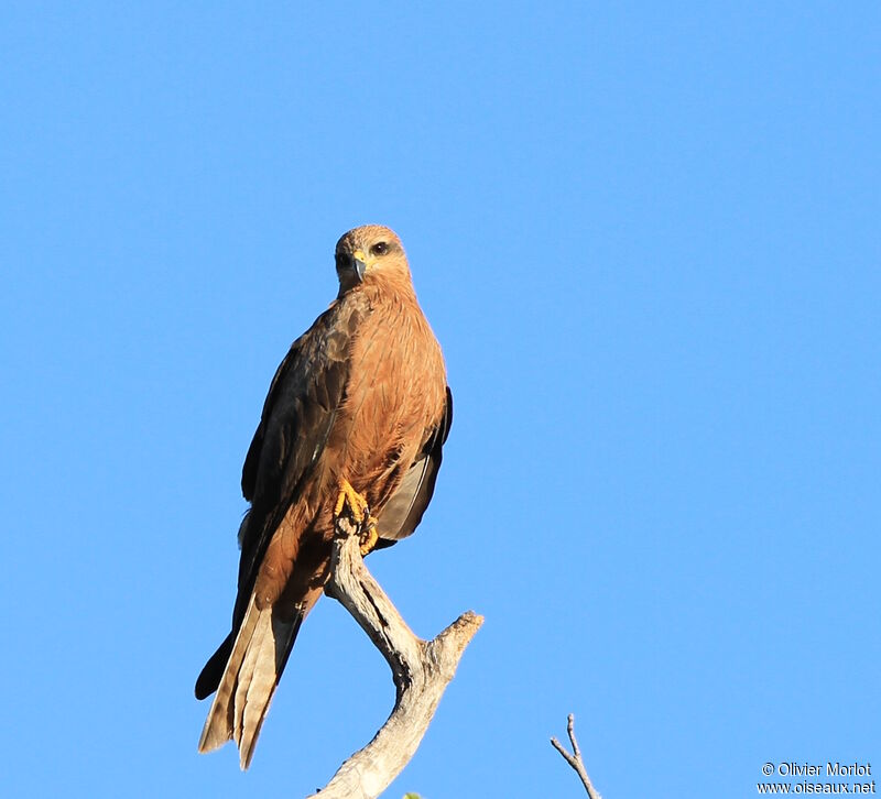 Black Kite