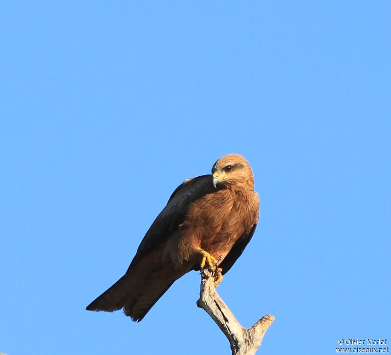 Black Kite