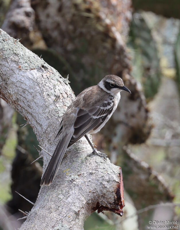 Moqueur des Galapagos