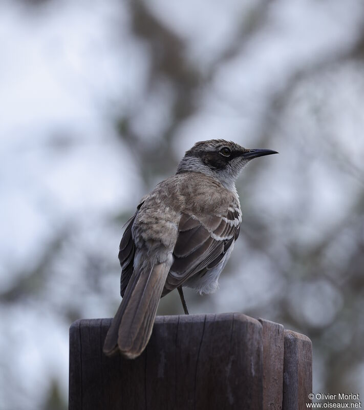 Galapagos Mockingbird