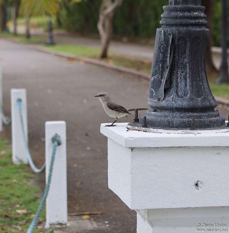 Tropical Mockingbird