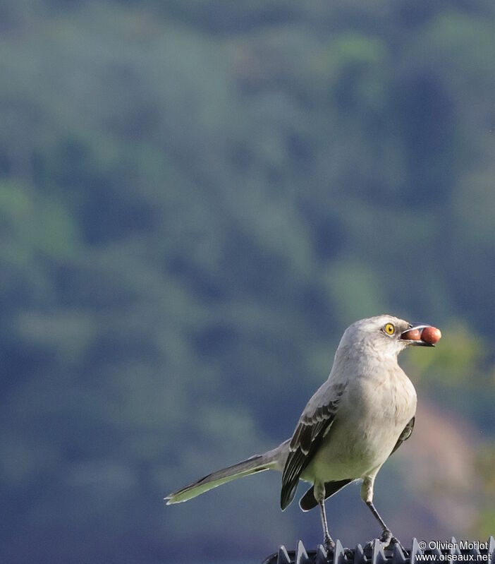 Tropical Mockingbird