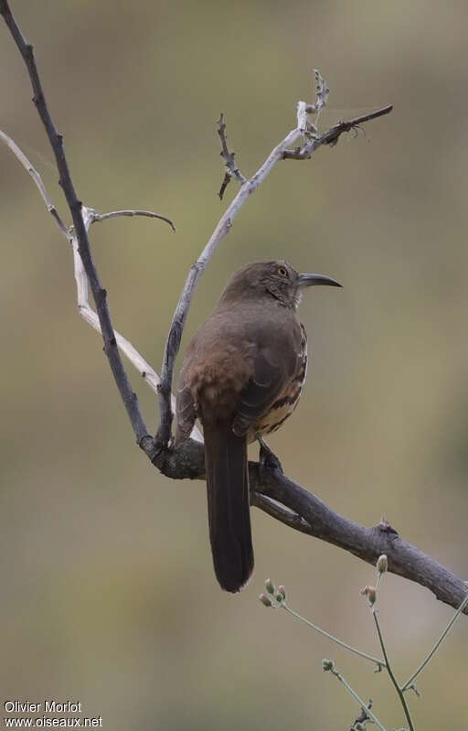 Grey Thrasher