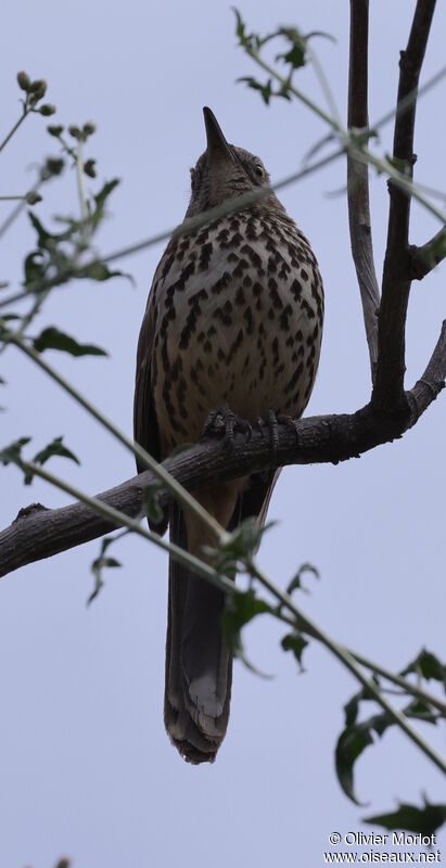 Grey Thrasher