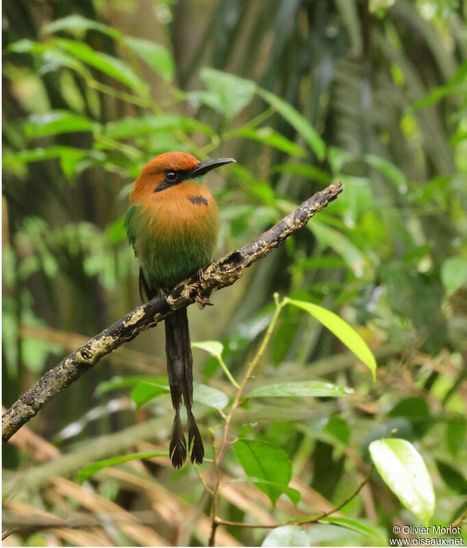 Broad-billed Motmot