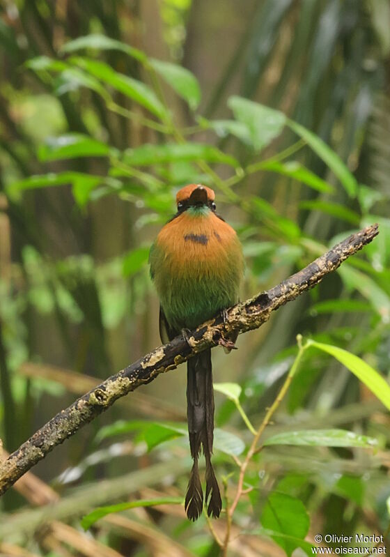 Broad-billed Motmot