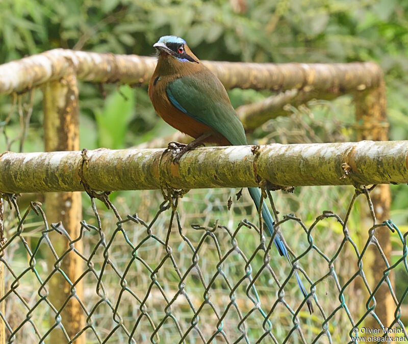 Whooping Motmot