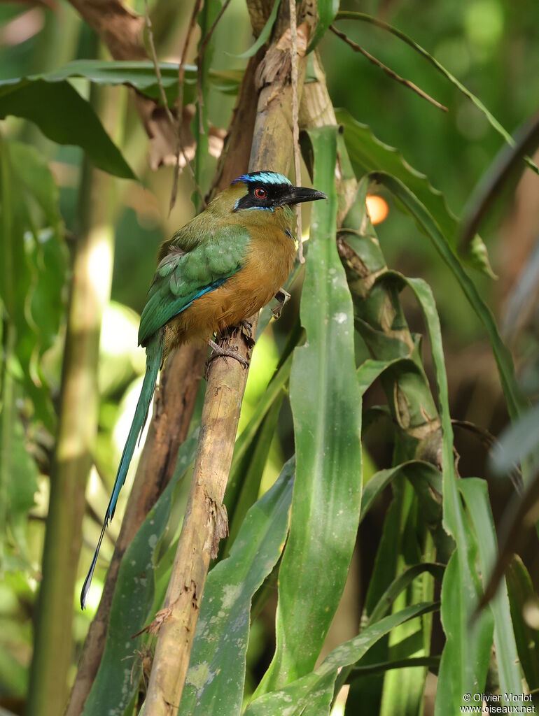Motmot caraïbe