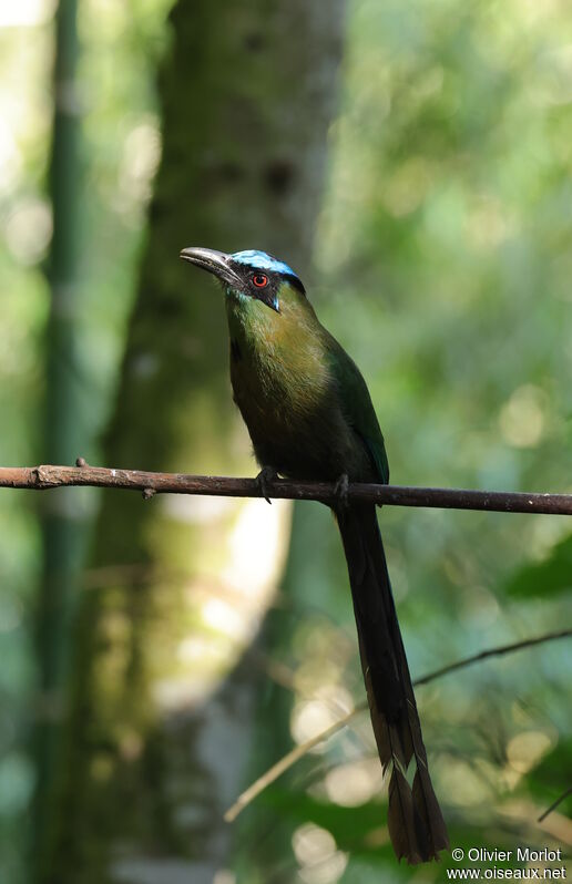 Andean Motmot