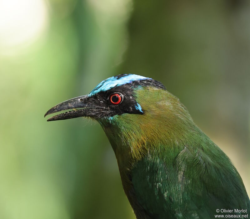 Motmot d'Équateur