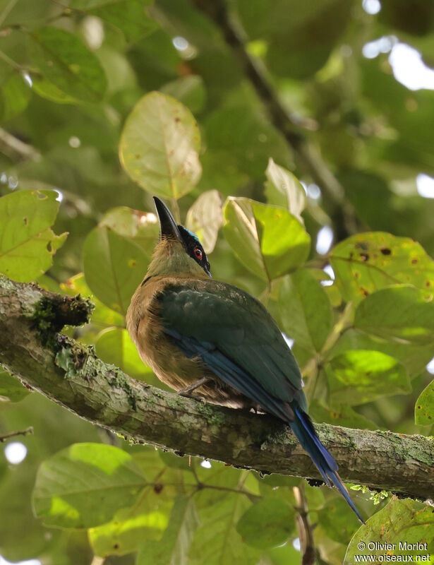 Andean Motmot