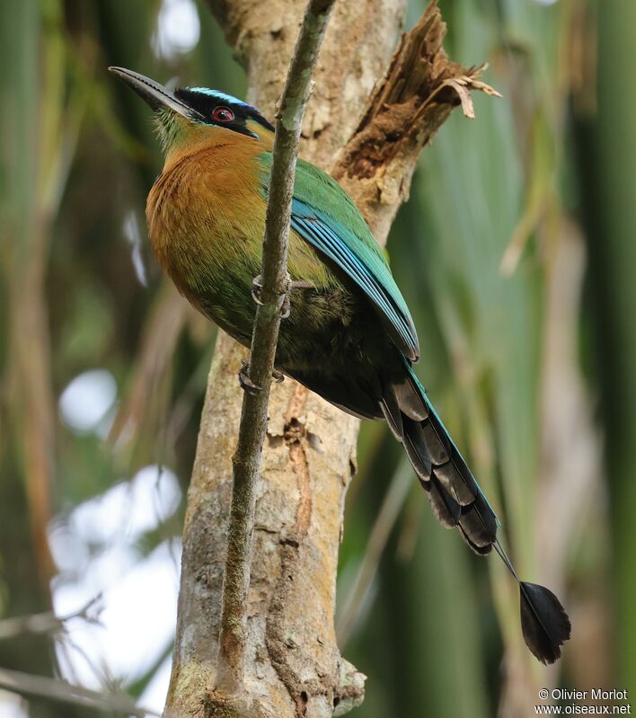 Motmot de Lesson