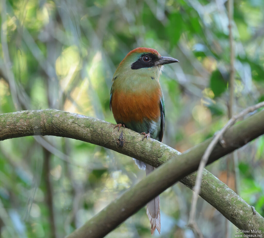 Motmot oranroux