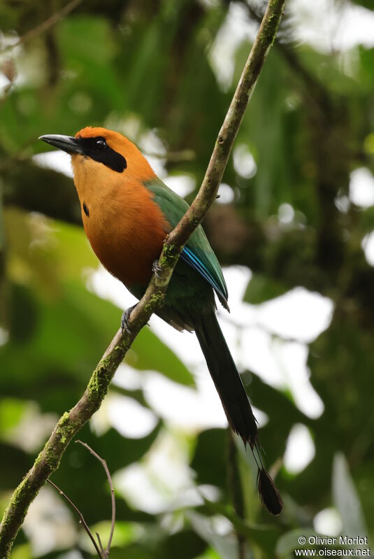 Rufous Motmot