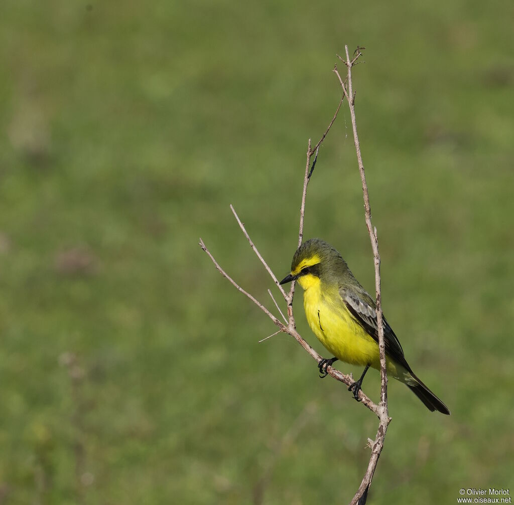 Yellow-browed Tyrant