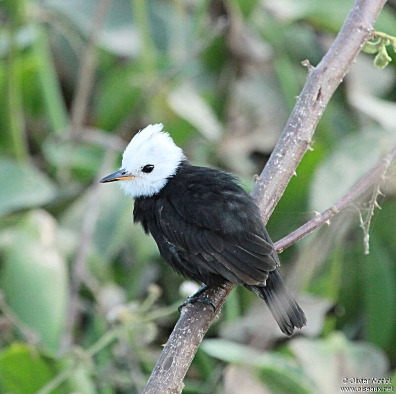 White-headed Marsh Tyrant