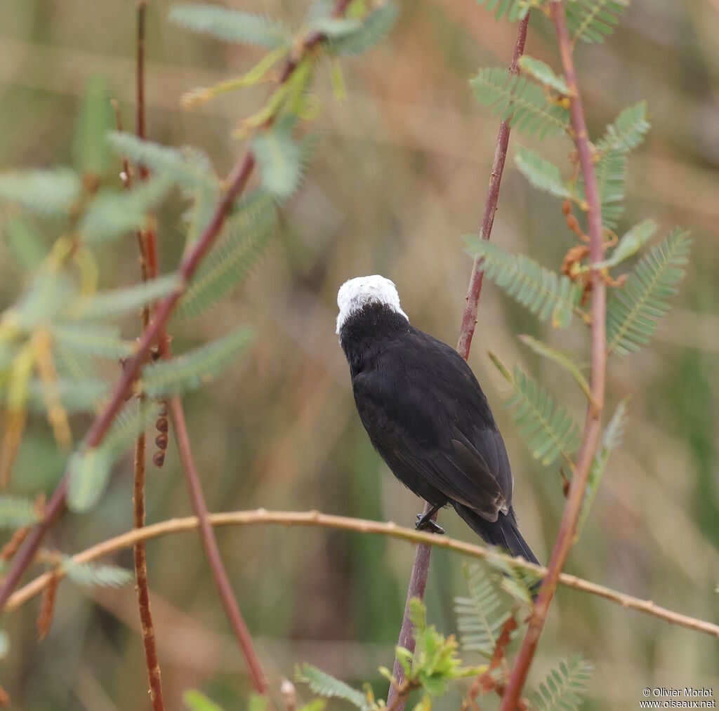 White-headed Marsh Tyrant