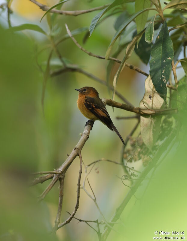 Cinnamon Flycatcher