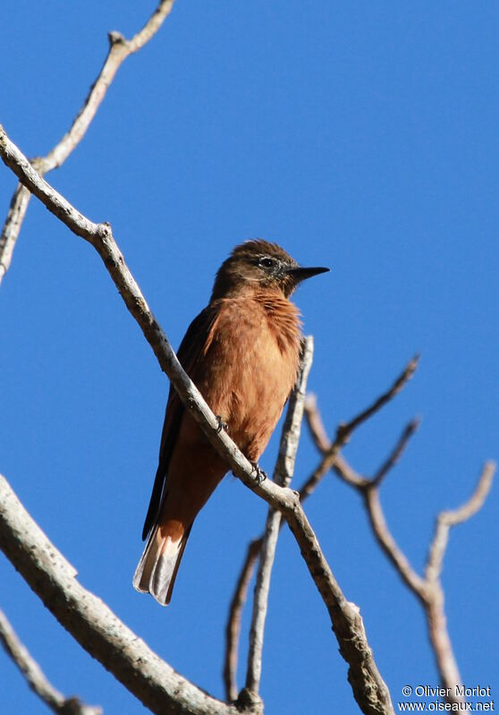 Moucherolle hirondelle