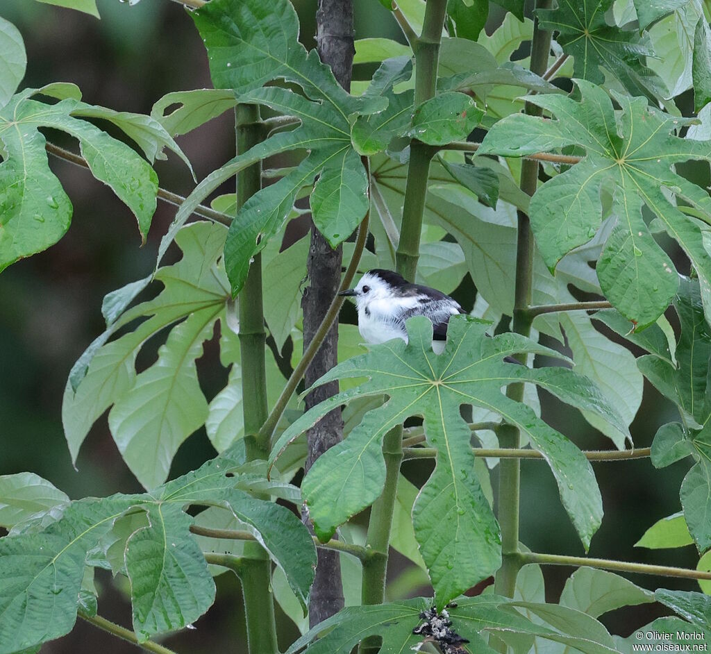 Moucherolle pie mâle