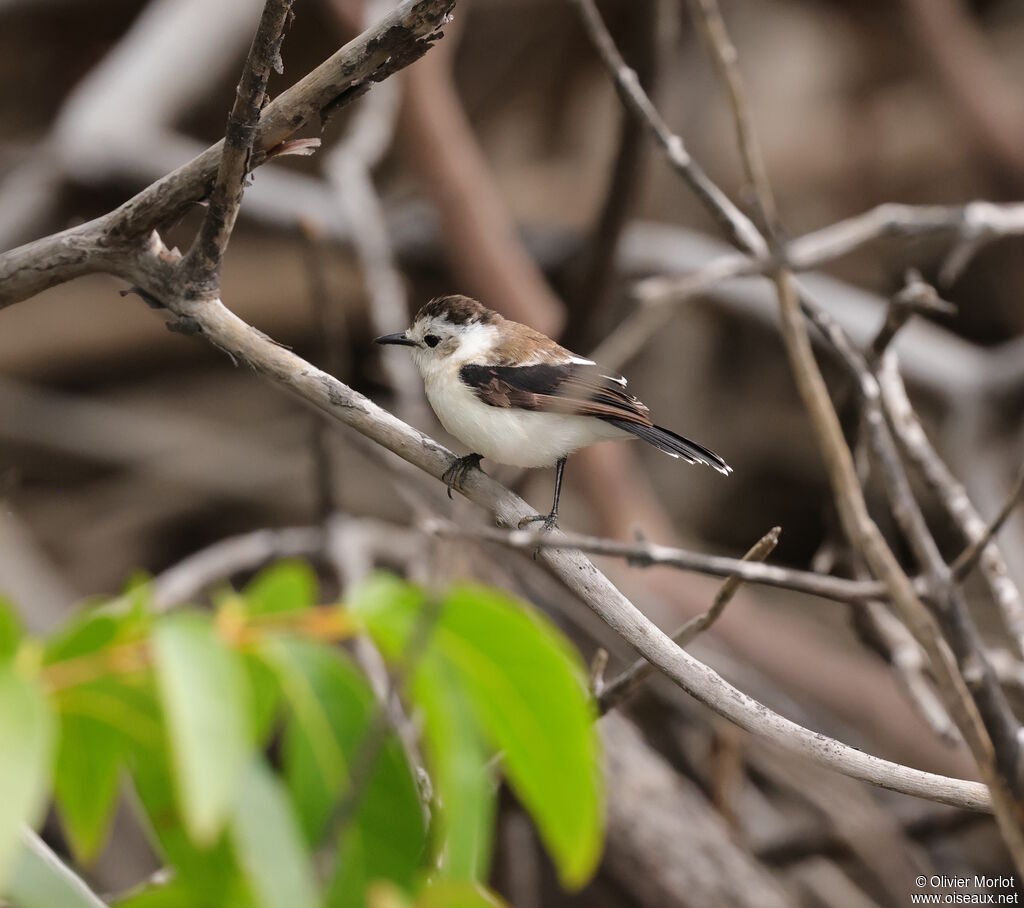 Moucherolle pie femelle