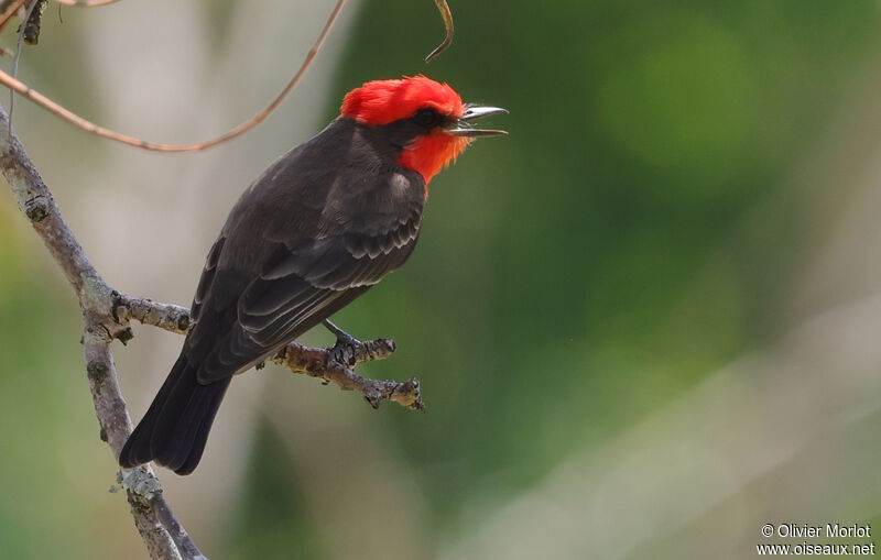 Vermilion Flycatcher