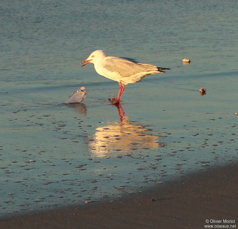 Silver Gull