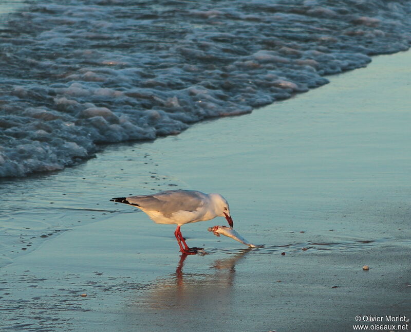 Mouette argentée