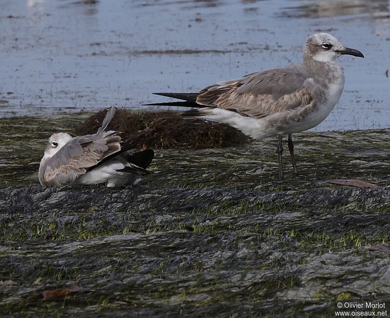 Mouette atricille