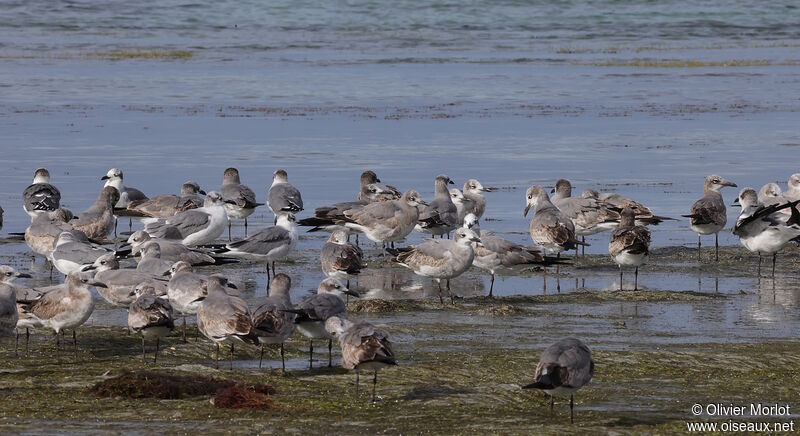 Mouette atricille