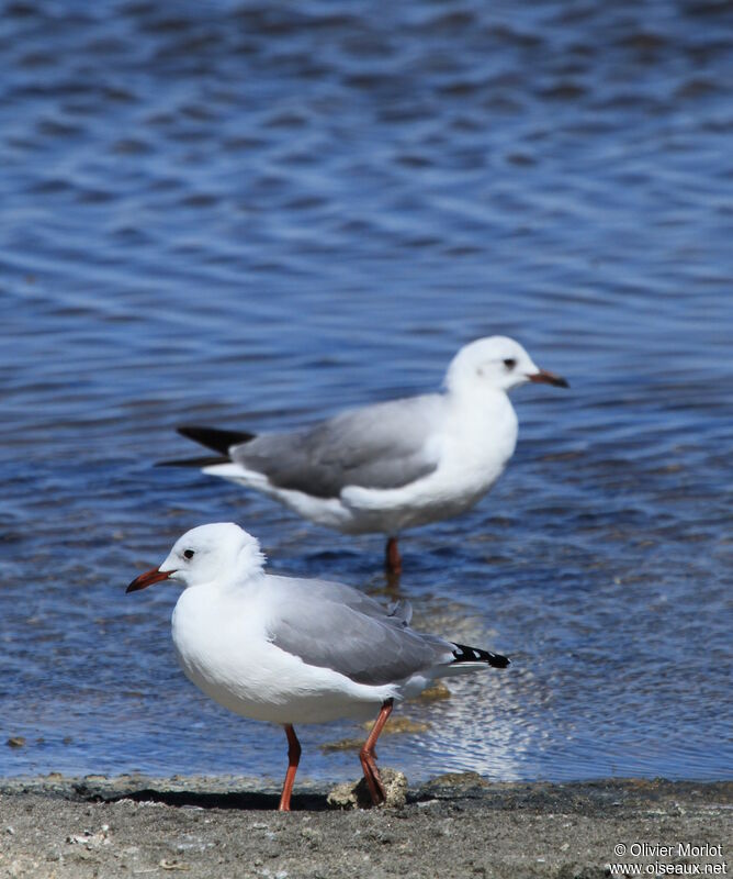 Hartlaub's Gull