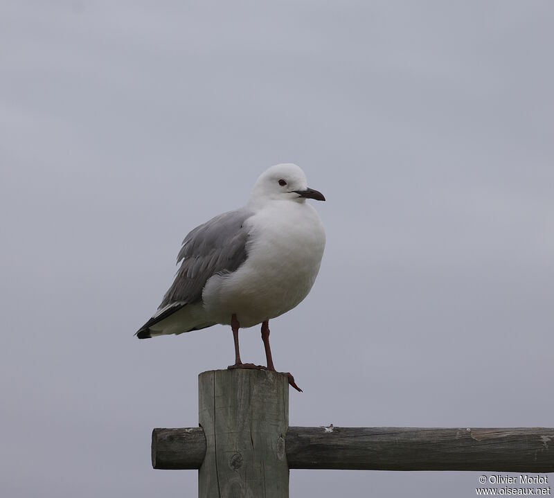 Mouette de Hartlaub