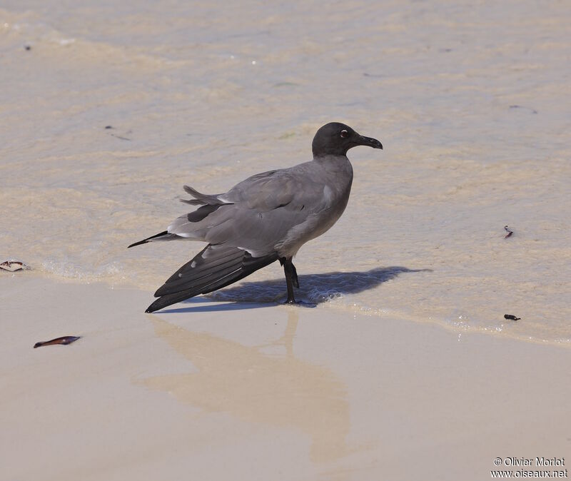 Mouette obscure