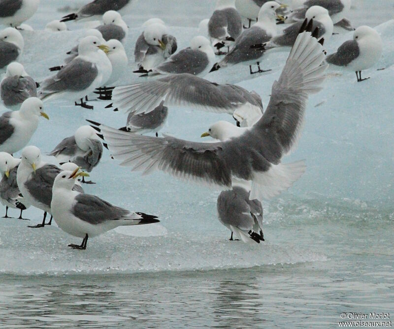 Black-legged Kittiwake