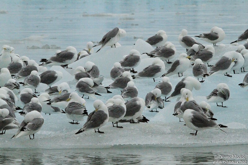 Black-legged Kittiwake