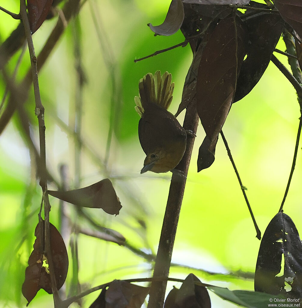 Brown-bellied Stipplethroat