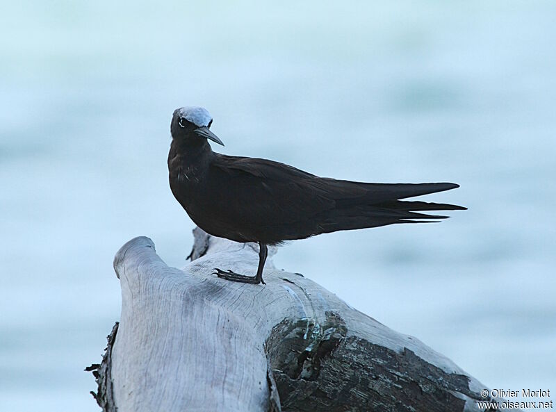 Black Noddy