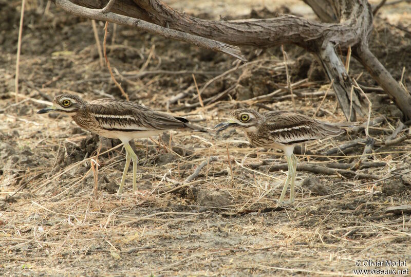 Indian Stone-curlew