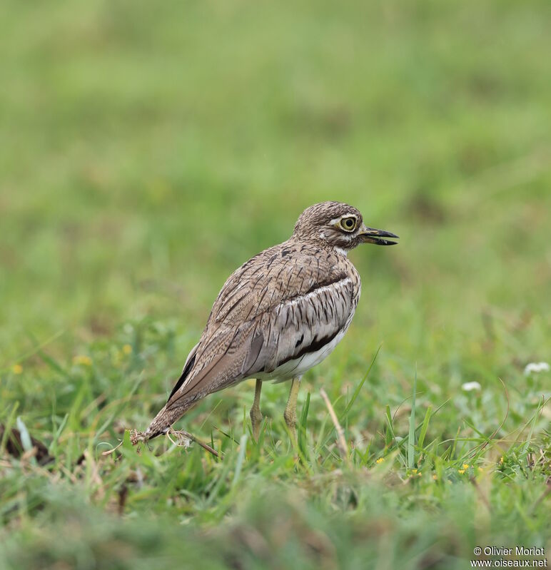 Water Thick-knee