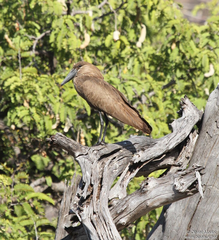 Hamerkop