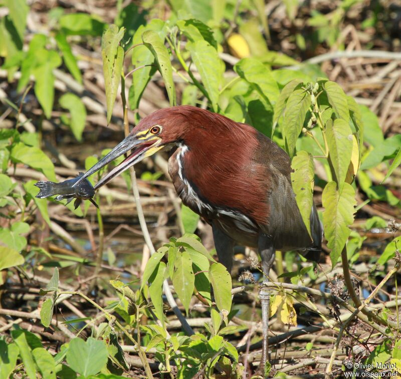 Rufescent Tiger Heron