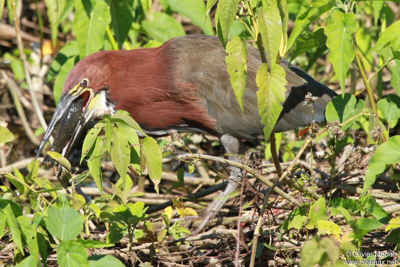 Rufescent Tiger Heron