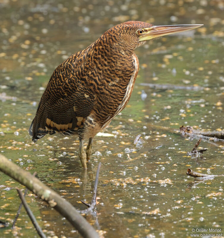 Onoré rayéimmature