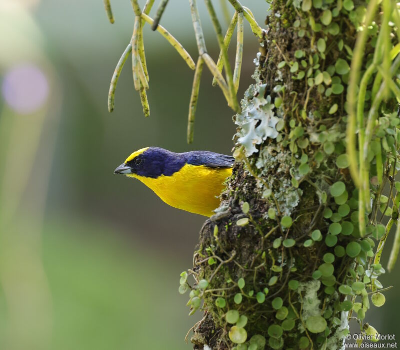 Thick-billed Euphonia male