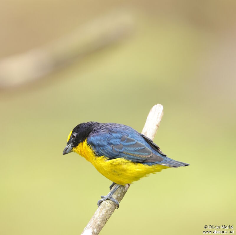 Thick-billed Euphonia male