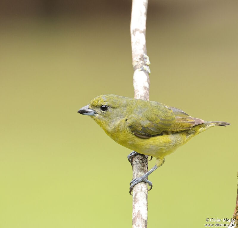 Thick-billed Euphonia female