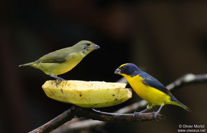 Thick-billed Euphoniaadult